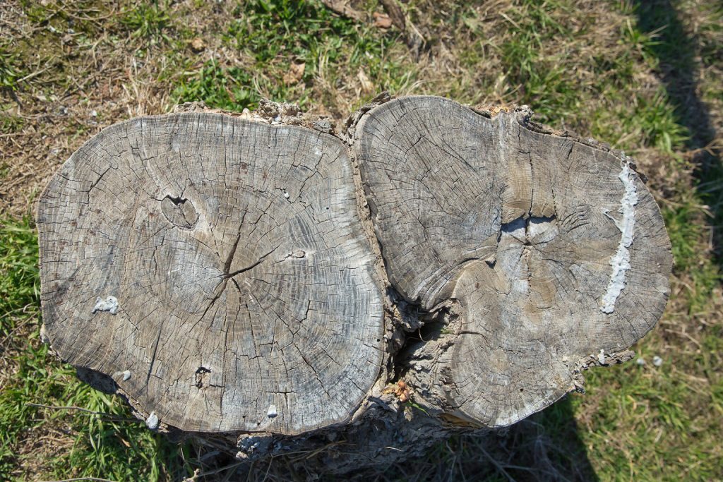 Old wood stump texture background . top view one old stump in grass . stump top view, trimmed tree. Tree stump on a meadow. View directly from above, with visible tree rings.