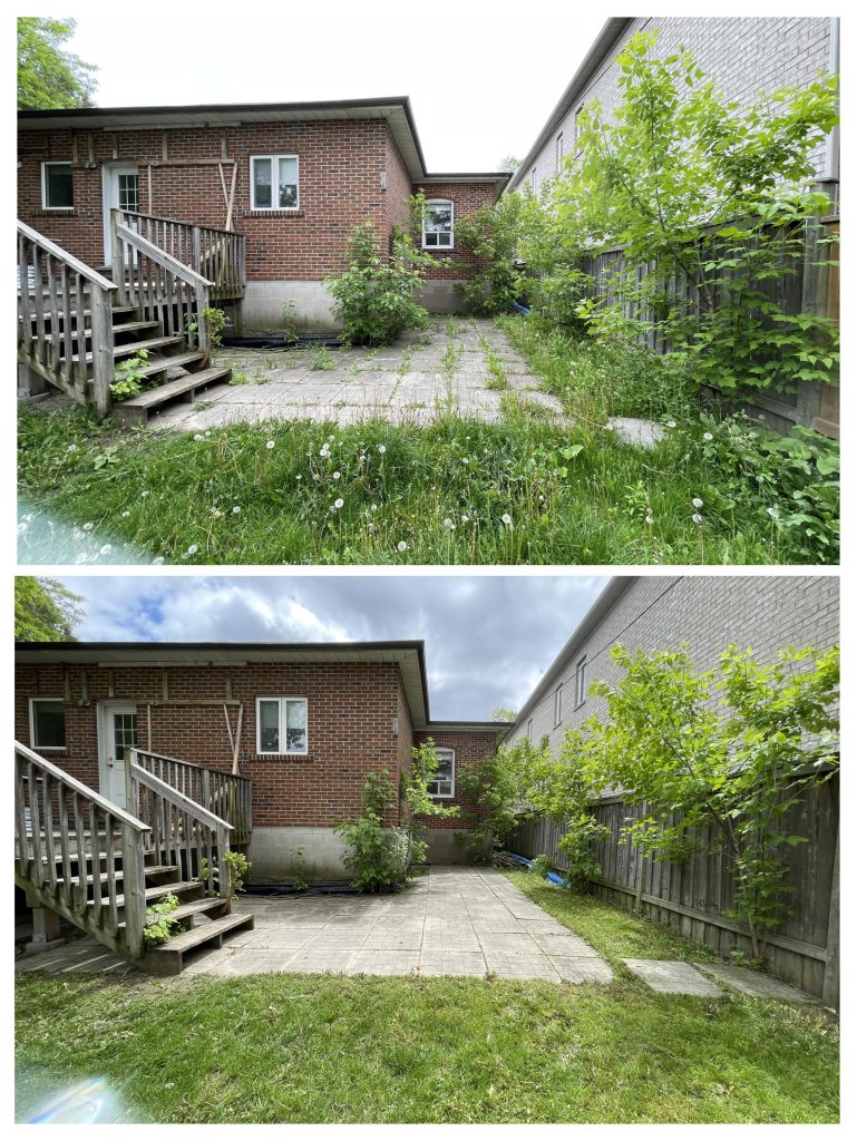 before-after-of-an-overgrown-backyard-i-cleaned-up-today-v0-bwrjb4m31w1b1